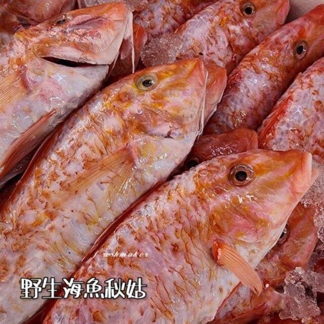 秋姑(生鮮 - 野生海魚)(又叫秋哥),鮮味工坊