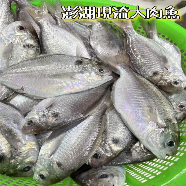 大肉魚魚(生鮮 - 野生海魚)210,鮮味工坊