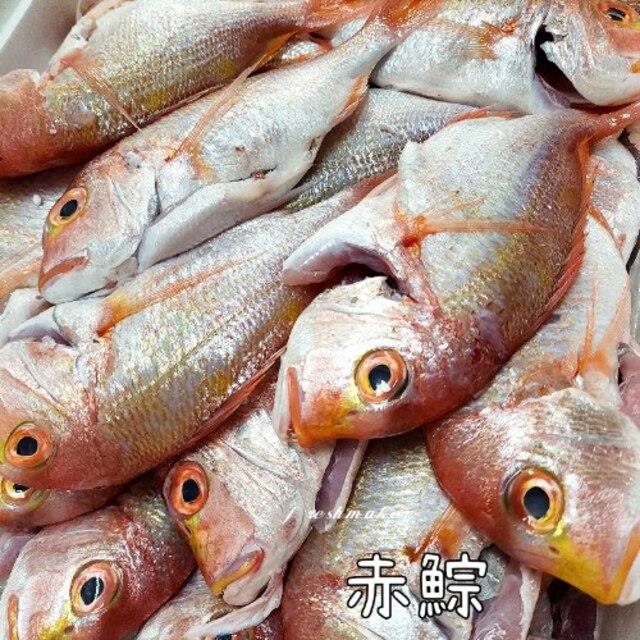 鮮味工坊,200海魚～赤鯮魚「黃牙鯛」(生鮮)